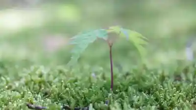 曼殊院門跡の自然