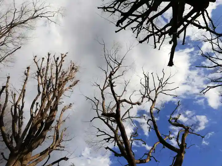 戸越八幡神社の自然