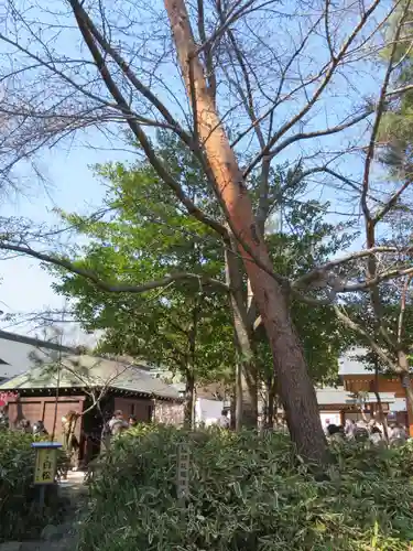 櫻木神社の自然