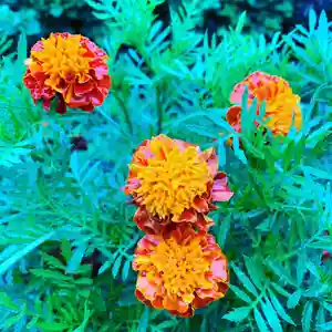 豊景神社の自然(2020年09月12日(土) 05時51分41秒投稿)