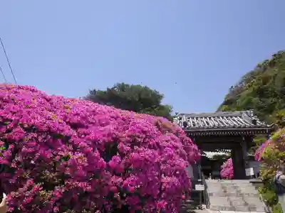 安養院　(田代寺）の山門・神門