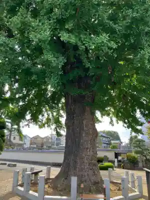 金乗院(東京都)