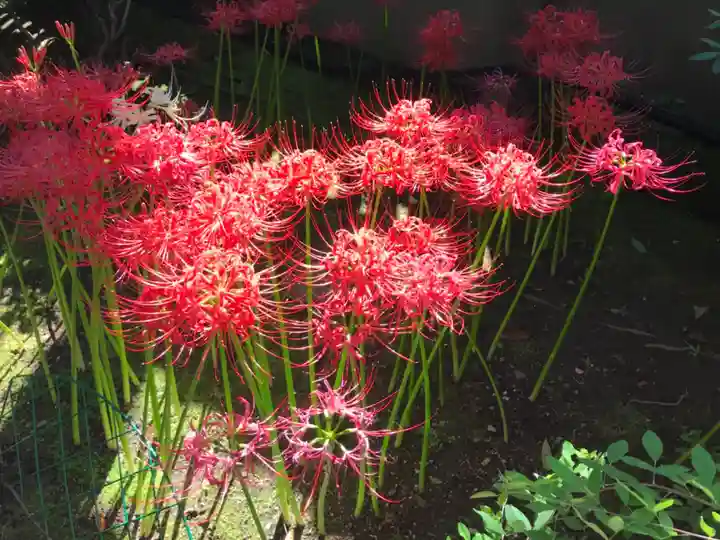 龍眼寺(萩寺)の自然