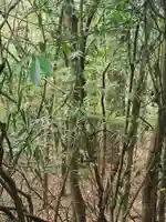 お姫様神社(栃木県)