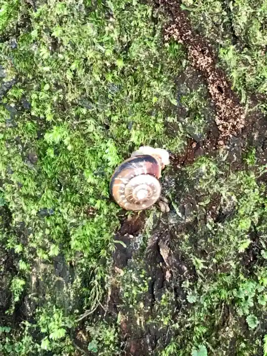 箱根神社の動物