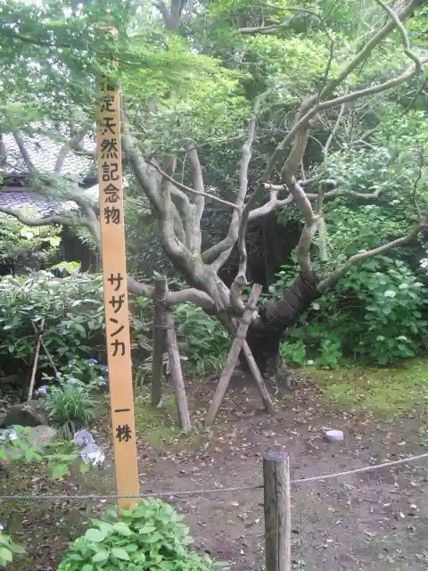 安國論寺(安国論寺)の自然