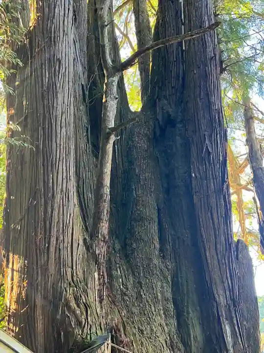 萩日吉神社(埼玉県)