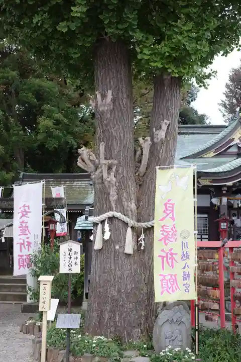 川越八幡宮の自然