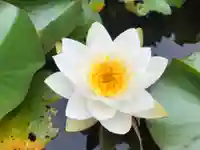 真言宗 善通寺派 薬王寺の自然