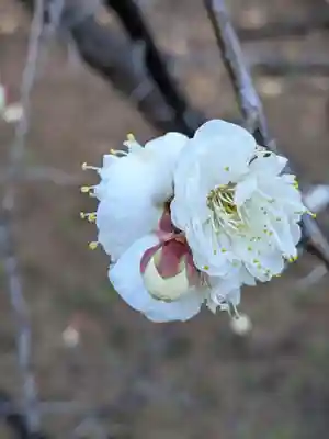 成子天神社(東京都)