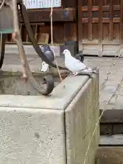 頂法寺（六角堂）の動物