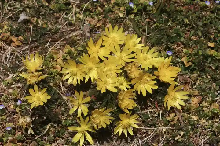 長屋神社の自然