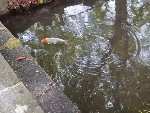 賀茂御祖神社（下鴨神社）の動物