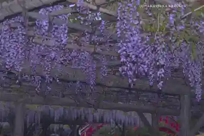 亀戸天神社(東京都)