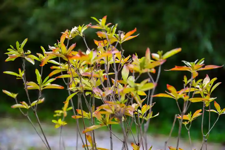 尻岸内八幡神社の自然