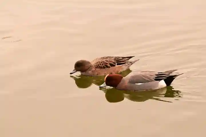 吉備津神社(広島県)