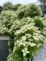鎮守氷川神社(埼玉県)