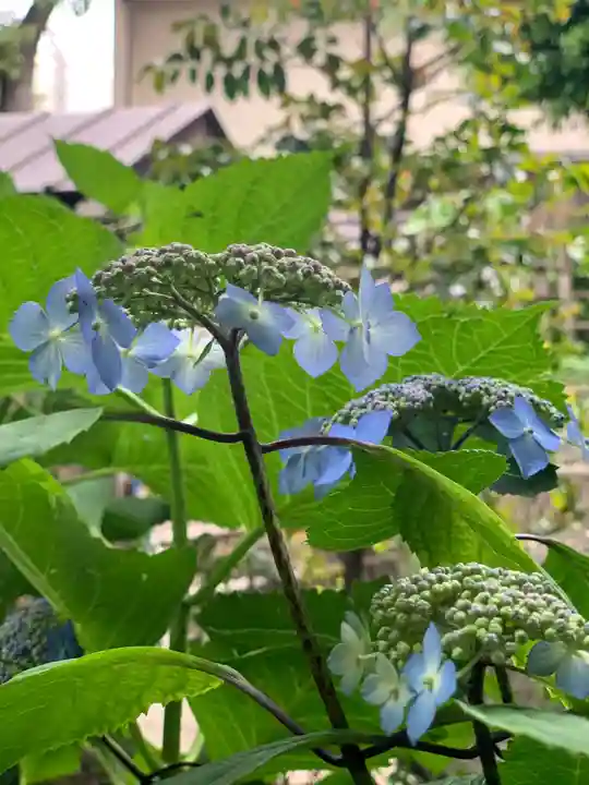 嶺御嶽神社の自然