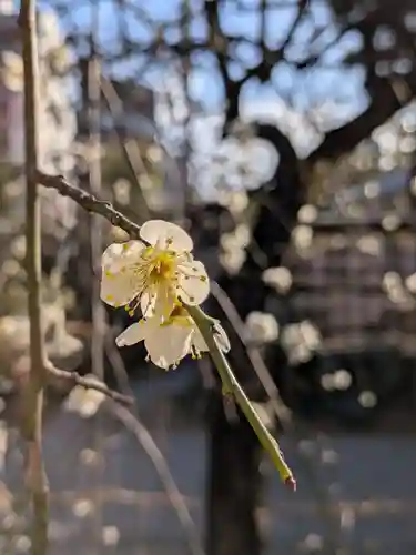 鳩森八幡神社の自然