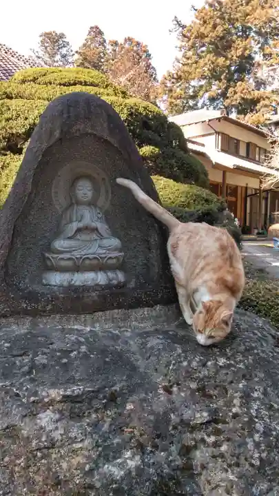 常宣寺の動物