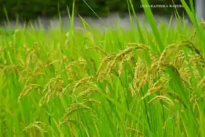 熊野神社(神奈川県)