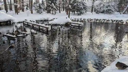永山神社の動物