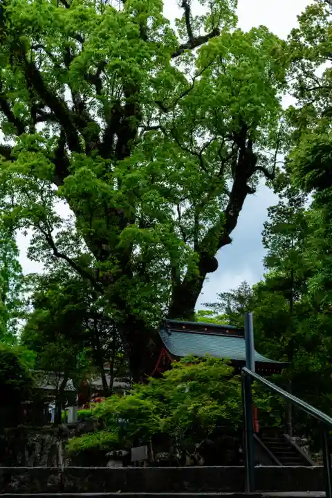 鹿児島神宮(鹿児島県)