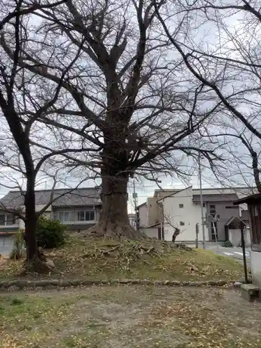 津島神社の自然