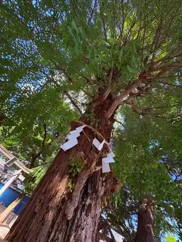 草加神社(埼玉県)