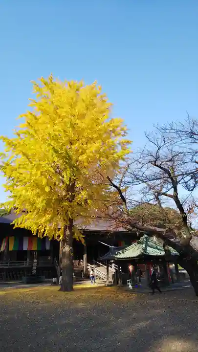 法華経寺の自然