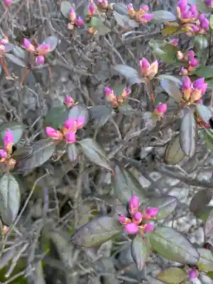 亀田龍神社の{uncategorized: "未分類", other: "その他", undefined: "問題あり", building: "その他建物", grave: "お墓", sacred_gate: "鳥居", guardian: "狛犬", statue: "像", buddha: "仏像", history: "歴史", nature: "自然", garden: "庭園", animal: "動物", pagoda: "塔", temizu: "手水舎", mountain_gate: "山門・神門", sanctuary: "本殿・本堂", subordinate: "末社・摂社", art: "芸術", scenery: "景色", jizo: "地蔵", ema: "絵馬", goshuin: "御朱印", omikuji: "おみくじ", items: "授与品その他", amulet: "お守り", goshuincho: "御朱印帳", eats: "食事", festival: "お祭り", votive_dance: "神楽", shichigosan: "七五三参", wedding: "結婚式", experience: "体験その他", initially: "初詣", around: "周辺", anti_infection: "感染症対策"}