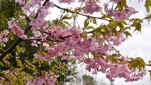 車折神社の自然