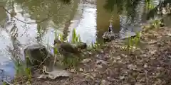 永山神社の動物