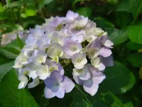 三室戸寺の自然