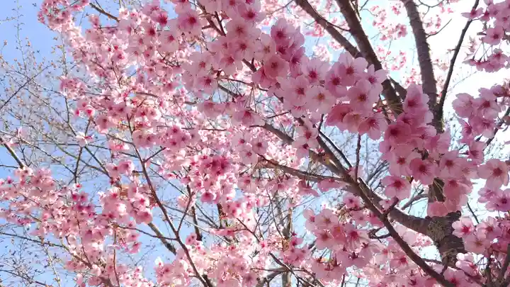 賀茂別雷神社(上賀茂神社)の自然