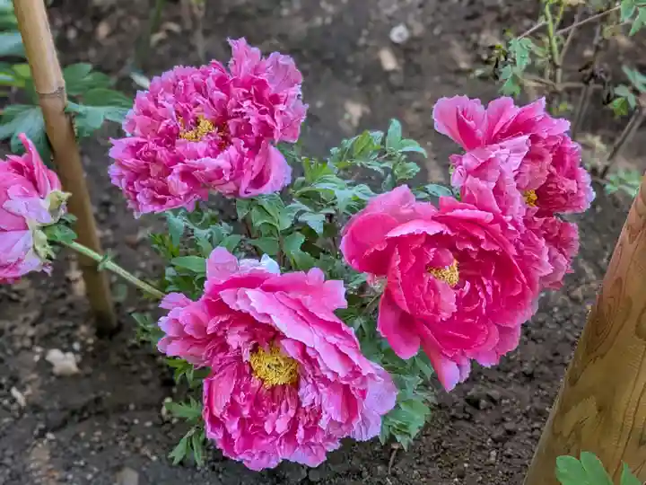 上野東照宮(東京都)