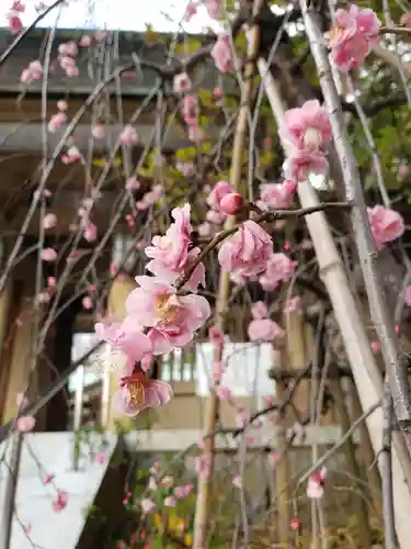 東郷神社の自然