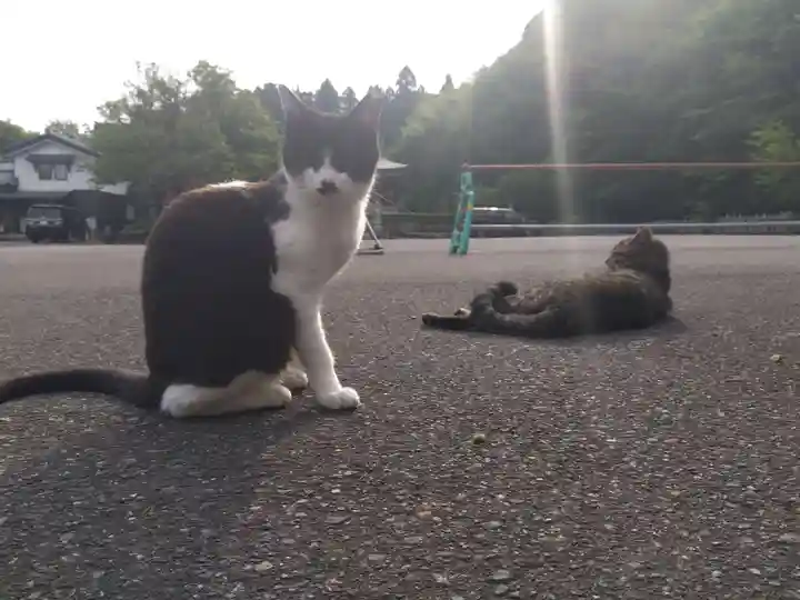 御誕生寺(猫寺)(福井県)