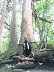 戸隠神社奥社の自然