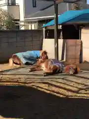 立石熊野神社の動物