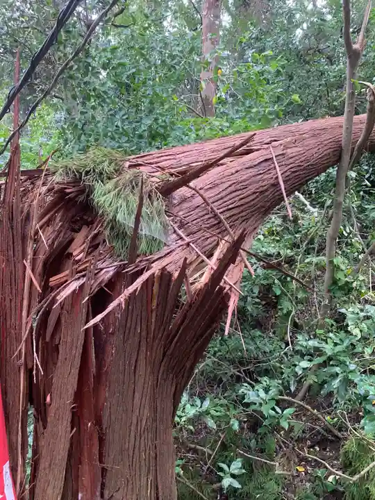 佐助稲荷神社の自然