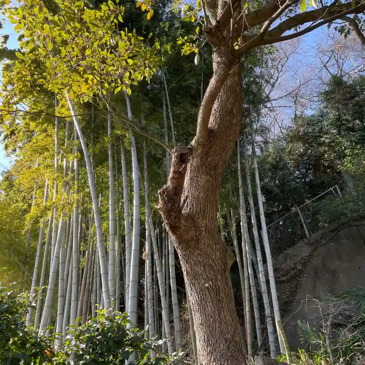 新羽杉山神社の自然