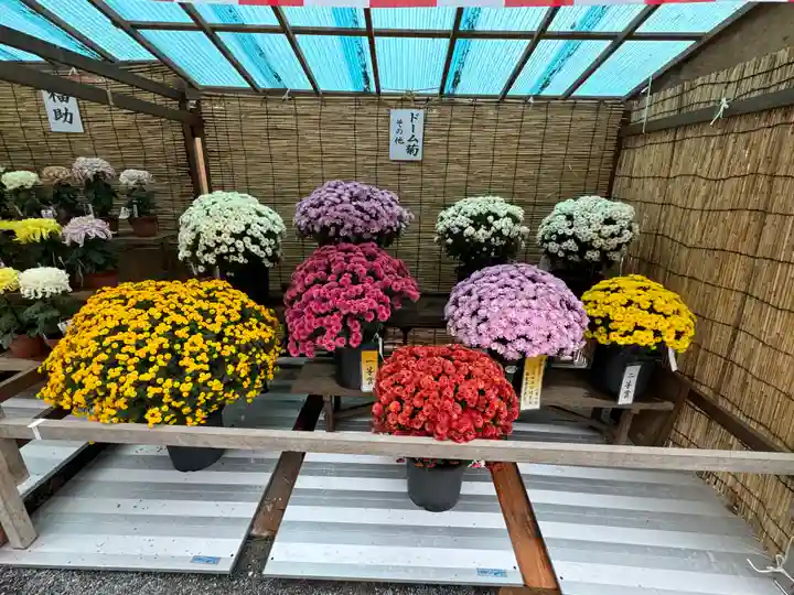 諏訪大社(長野県)