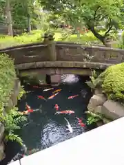 浅草寺の動物