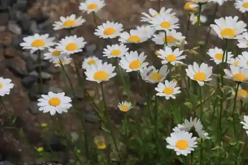 大鏑神社の庭園