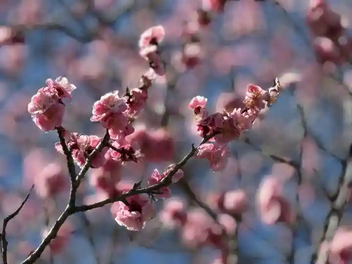 高麗神社の{uncategorized: "未分類", other: "その他", undefined: "問題あり", building: "その他建物", grave: "お墓", sacred_gate: "鳥居", guardian: "狛犬", statue: "像", buddha: "仏像", history: "歴史", nature: "自然", garden: "庭園", animal: "動物", pagoda: "塔", temizu: "手水舎", mountain_gate: "山門・神門", sanctuary: "本殿・本堂", subordinate: "末社・摂社", art: "芸術", scenery: "景色", jizo: "地蔵", ema: "絵馬", goshuin: "御朱印", omikuji: "おみくじ", items: "授与品その他", amulet: "お守り", goshuincho: "御朱印帳", eats: "食事", festival: "お祭り", votive_dance: "神楽", shichigosan: "七五三参", wedding: "結婚式", experience: "体験その他", initially: "初詣", around: "周辺", anti_infection: "感染症対策"}