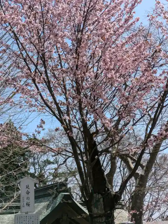 函館八幡宮の{uncategorized: "未分類", other: "その他", undefined: "問題あり", building: "その他建物", grave: "お墓", sacred_gate: "鳥居", guardian: "狛犬", statue: "像", buddha: "仏像", history: "歴史", nature: "自然", garden: "庭園", animal: "動物", pagoda: "塔", temizu: "手水舎", mountain_gate: "山門・神門", sanctuary: "本殿・本堂", subordinate: "末社・摂社", art: "芸術", scenery: "景色", jizo: "地蔵", ema: "絵馬", goshuin: "御朱印", omikuji: "おみくじ", items: "授与品その他", amulet: "お守り", goshuincho: "御朱印帳", eats: "食事", festival: "お祭り", votive_dance: "神楽", shichigosan: "七五三参", wedding: "結婚式", experience: "体験その他", initially: "初詣", around: "周辺", anti_infection: "感染症対策"}