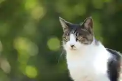 玉野御嶽神社の動物