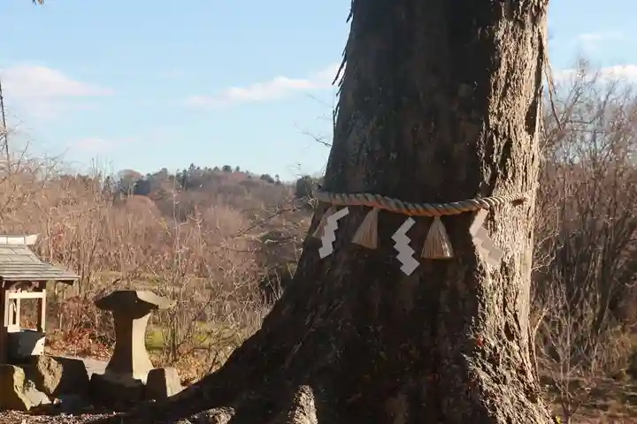 阿久津「田村神社」(郡山市阿久津町)旧社名:伊豆箱根三嶋三社の自然