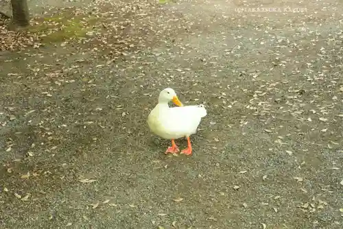 平塚八幡宮(神奈川県)